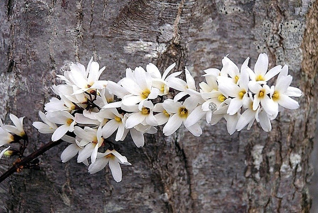 Abeliofylum koreańskie Abeliophyllum distichum C2