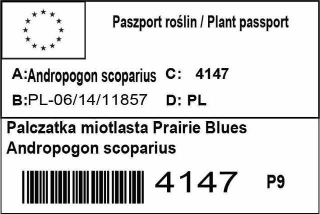 Palczatka miotlasta Prairie Blues Andropogon scoparius P9