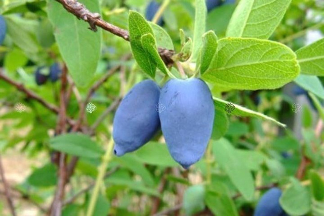 Jagoda kamczacka Duet Lonicera caerulea var. kamtschatica C2