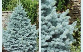 Świerk kłujący Fat Albert Picea pungens C5