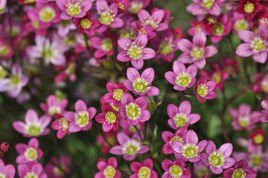 Skalnica Arendsa Carpet Pink Saxifraga arendsii C1,5