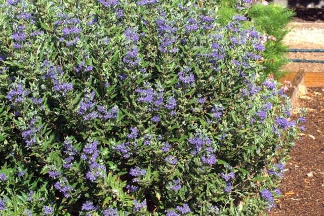 Barbula klandońska Heavenly Blue Caryopteris clandonensis P9