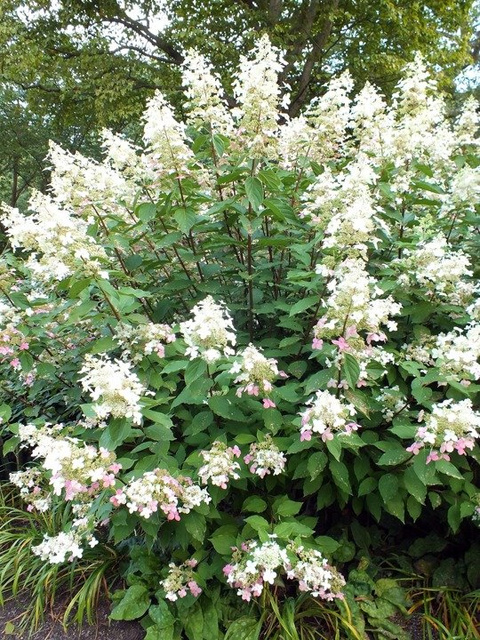 Hortensja bukietowa Big Ben Hydrangea paniculata C2