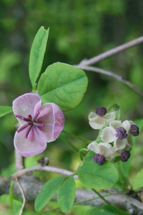 Akebia pięciolistkowa Akebia quinata P9