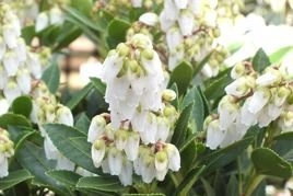 Pieris japoński Sarabande Pieris japonica C1,5