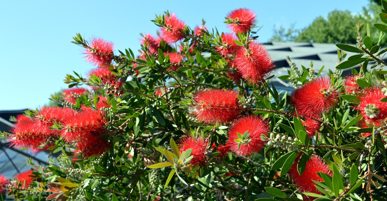 Kuflik Endeavour Callistemon P9