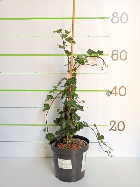 Bluszcz pospolity Hedera Helix C2