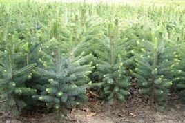 Świerk kłujący Glauca Globosa Picea pungens C5