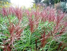 Miskant chiński Rotfeder Miscanthus sinensis C1