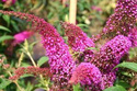 Budleja Davida Summer Beauty Buddleja davidii