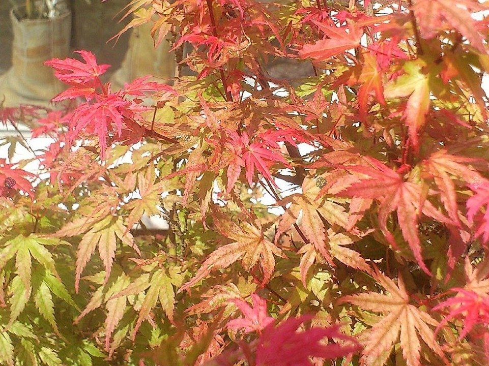 Klon palmowy Phoenix Acer palmatum P9