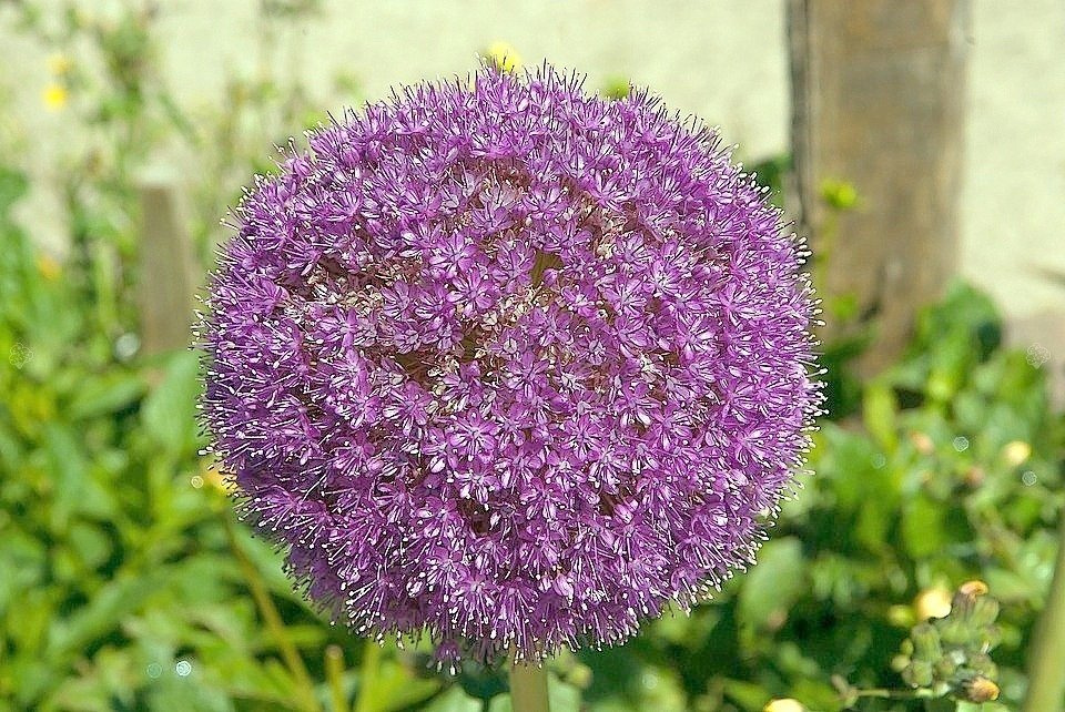 Czosnek olbrzymi Allium giganteum C2