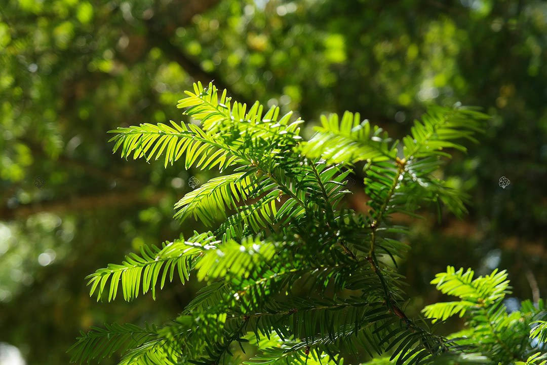 Cis pośredni Hillii Taxus media C5