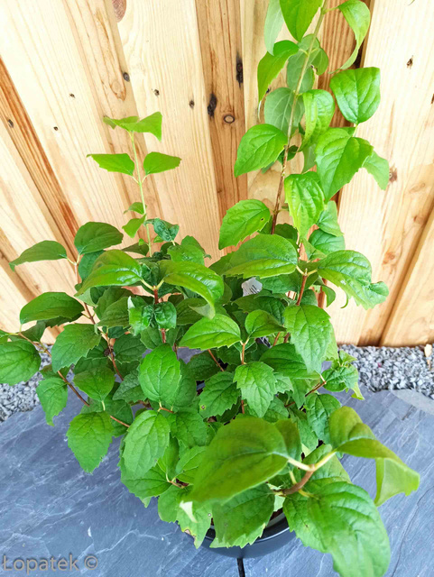 Jaśminowiec Virginal Philadelphus P9