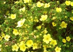 Pięciornik krzewiasty Katherine Dyckes Potentilla fruticosa P9