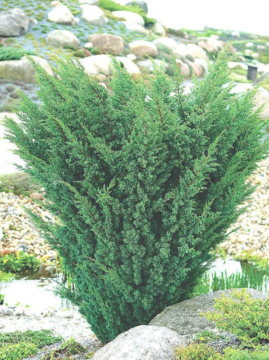 Jałowiec chiński Blaauw Juniperus chinensis C5