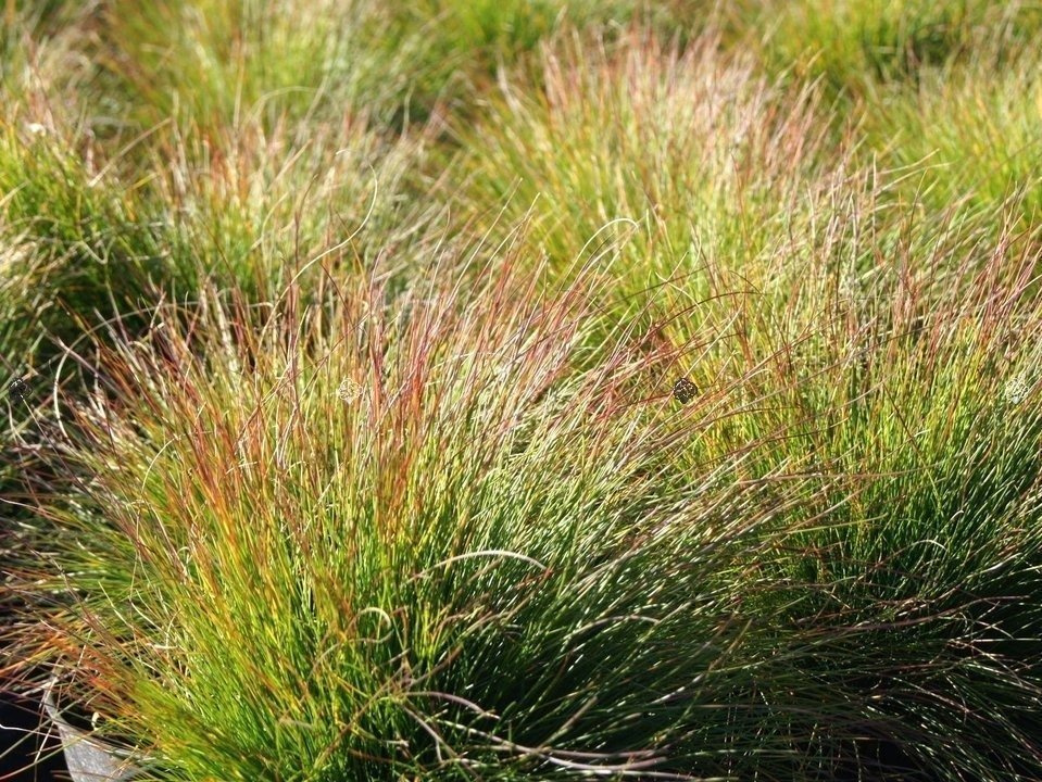 Kostrzewa Walberla Festuca walberla P9