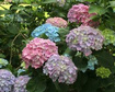 Hortensja ogrodowa Gartenbaudirektor Kuhnert Hydrangea macrophylla C3