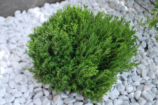 Tuja Teddy Thuja occidentalis P9
