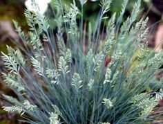 Kostrzewa sina Eisvogel Festuca cinerea C3