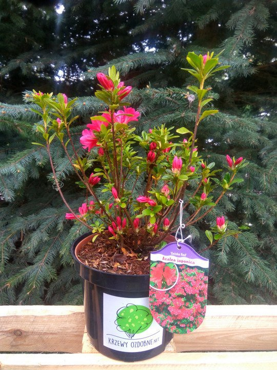 Azalia japońska Geisha Red Rhododendron obtusum C2