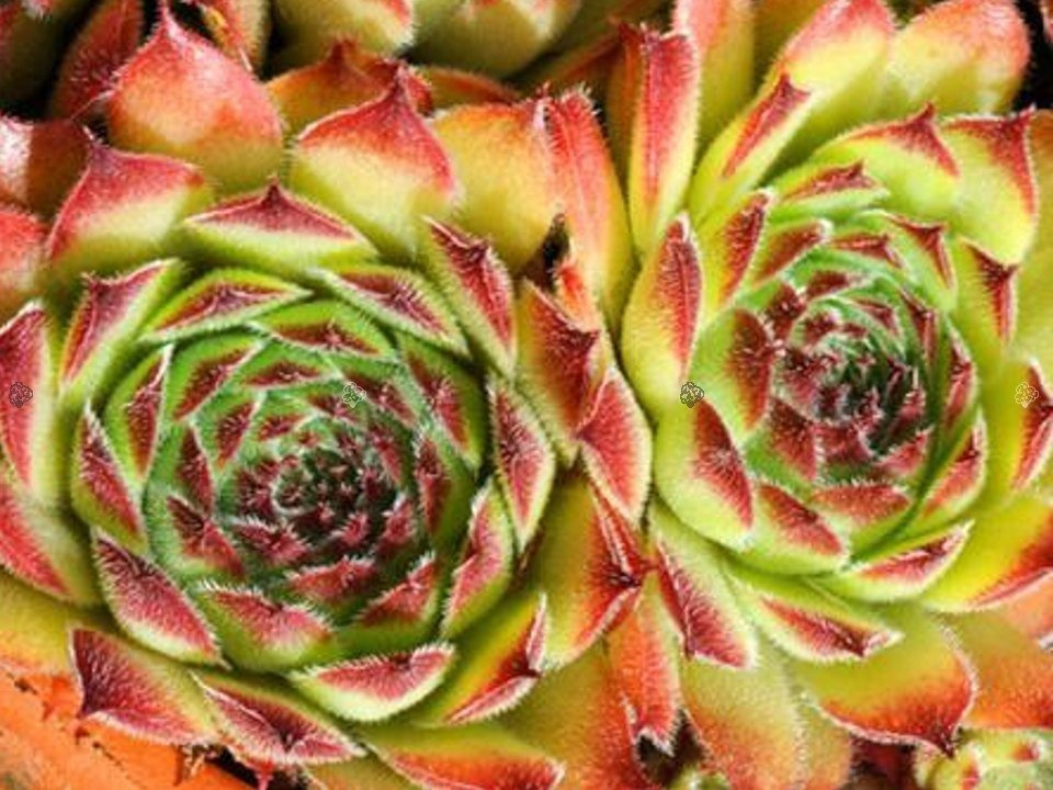 Rojnik Queen Elizabeth Sempervivum P9