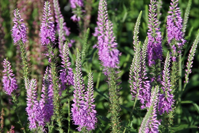 Przetacznik długolistny Eveline Veronica longifolia C2