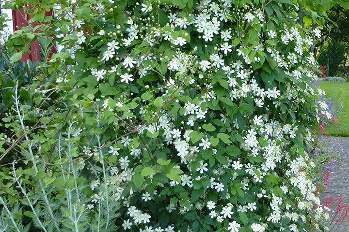 Powojnik pnący Paul Farges Clematis C2