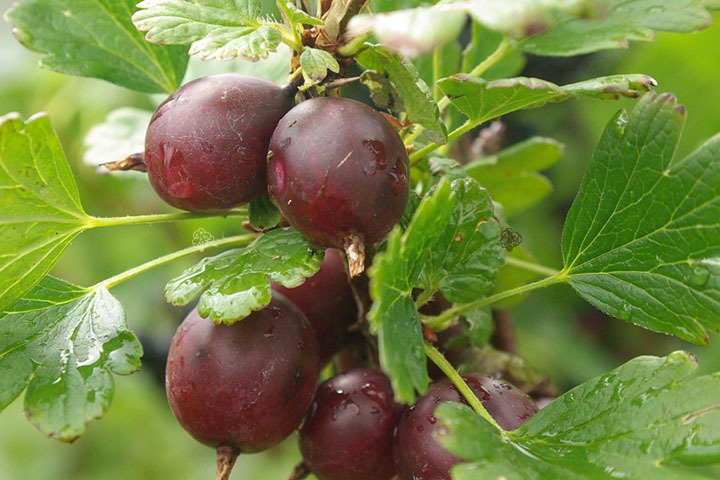 Agrest czerwony bezkolcowy pienny Captivator Ribes uva-crispa