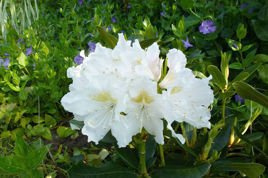Różanecznik katawbijski Album Rhododendron Catawbiense C2