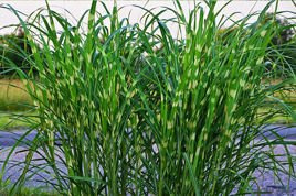 Miskant chiński Strictus Miscanthus sinensis C5