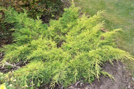 Jałowiec Pfitzera Gold Star Juniperus pfitzeriana C2