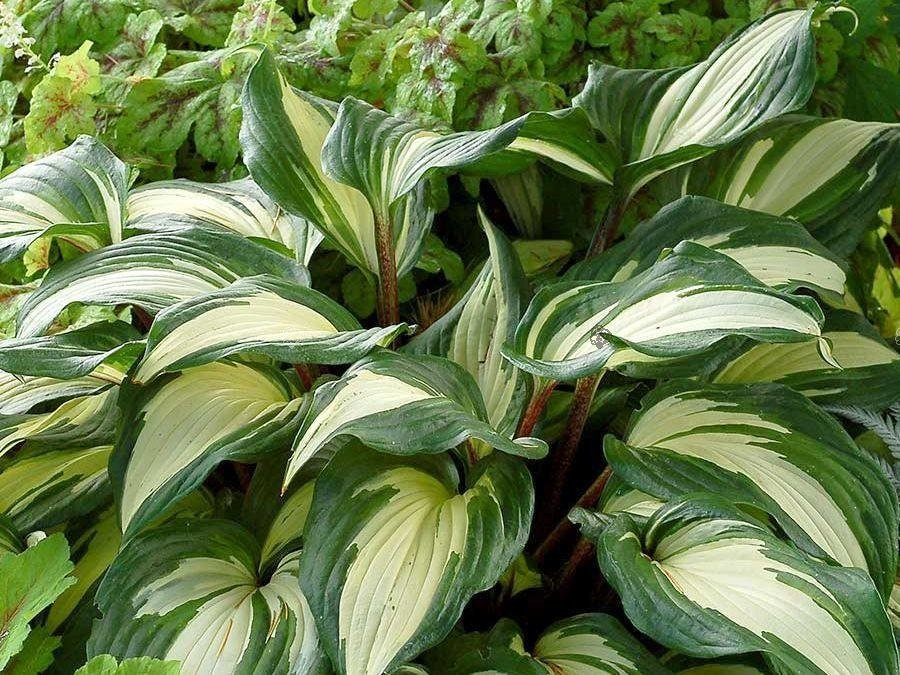 Funkia Raspberry Sundae Hosta C2