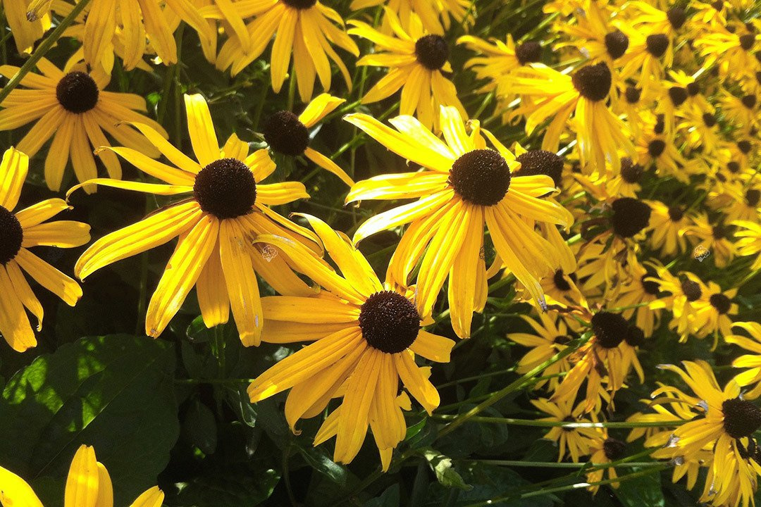 Rudbekia błyskotliwa Rudbeckia fulgida C1,5