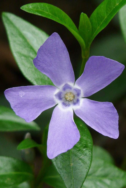 Barwinek pospolity Vinca minor P9