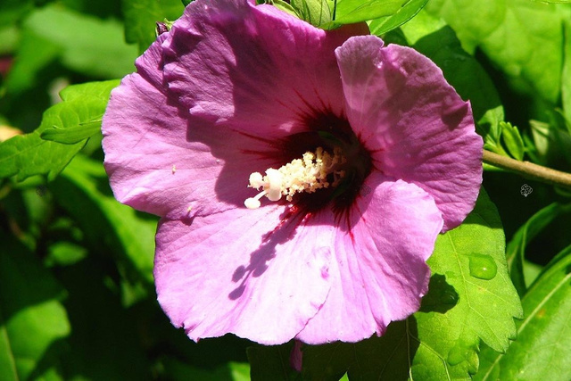 Ketmia syryjska Woodbridge Hibiscus syriacus C2