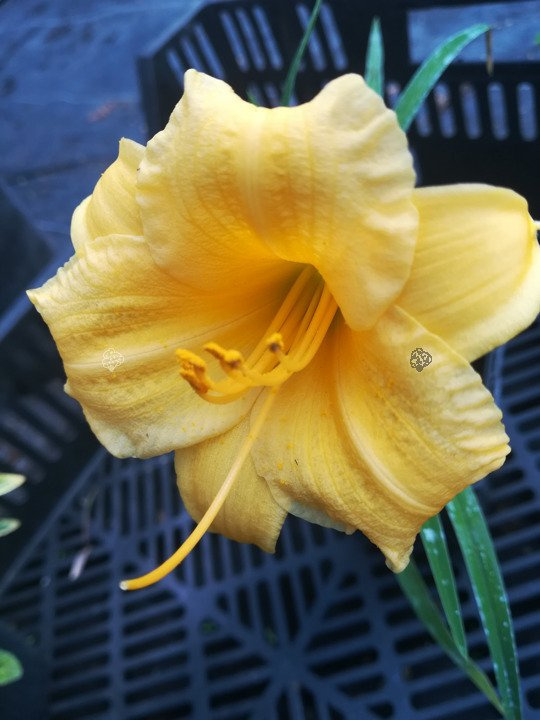 Liliowiec Stella De Oro Hemerocallis P9
