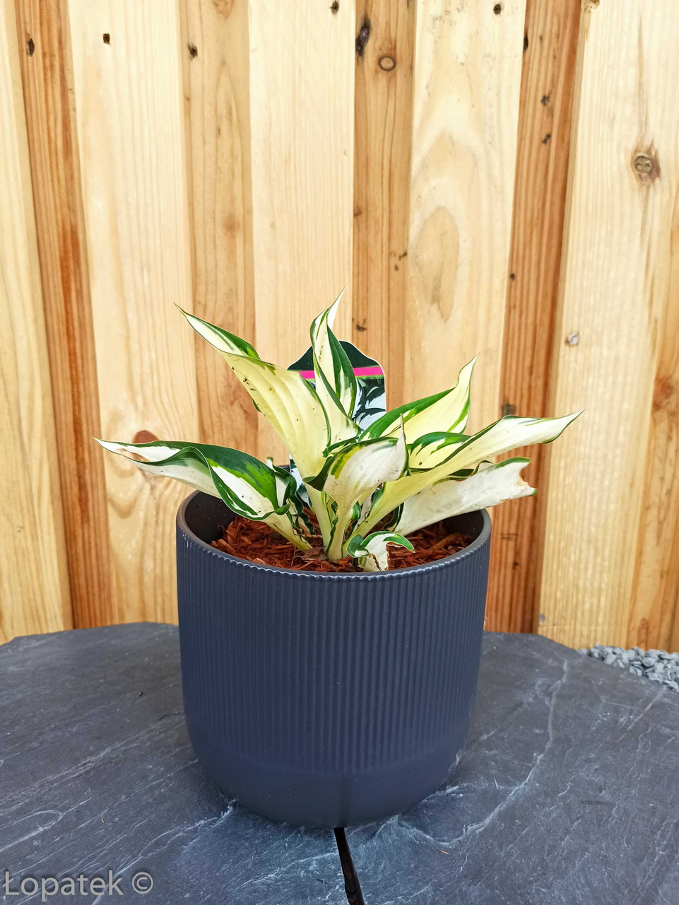 Funkia Fire and Ice Hosta C2