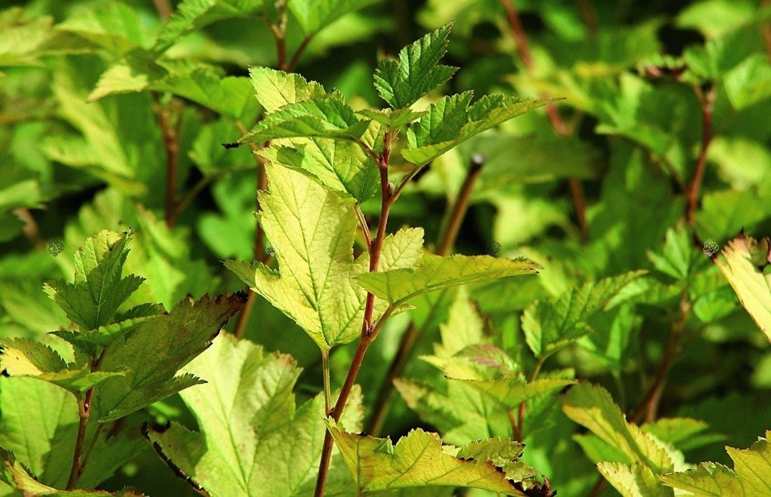 Pęcherznica kalinolistna Nugget Physocarpus opulifolius C2