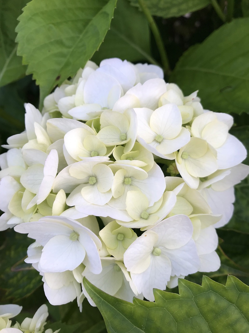 Hortensja ogrodowa Pax Hydrangea macrophylla P9