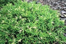 Jałowiec pospolity Spotty Spreader Juniperus communis C2