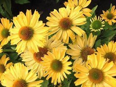 Jeżówka Pearl Yellow PBR Echinacea hybrida C3