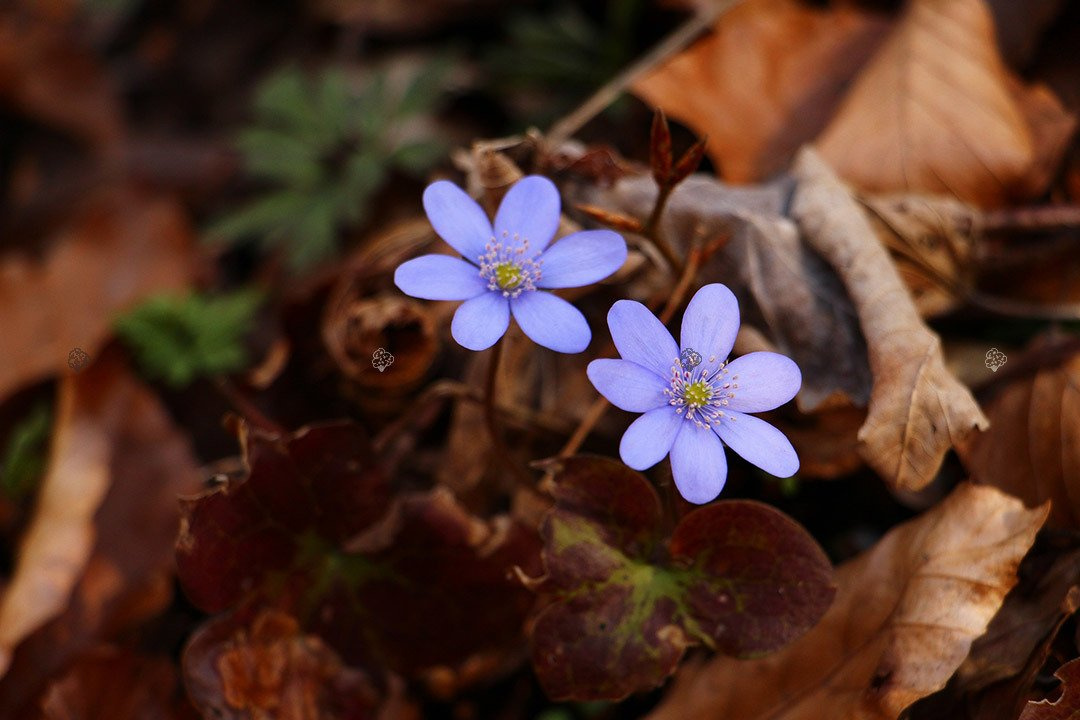 Przylaszczka pospolita Hepatica nobilis P9