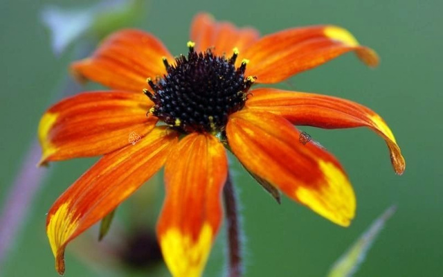 Rudbekia trójklapowa Prairie Glow Rudbeckia triloba C2