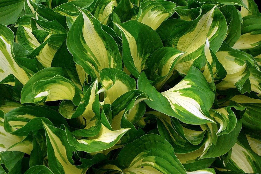 Funkia American Sweetheart Hosta C3