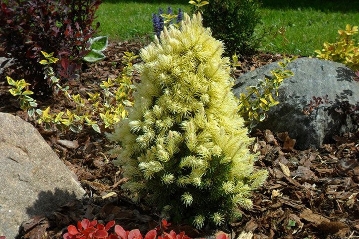 Świerk biały Daisy's White Picea glauca C3