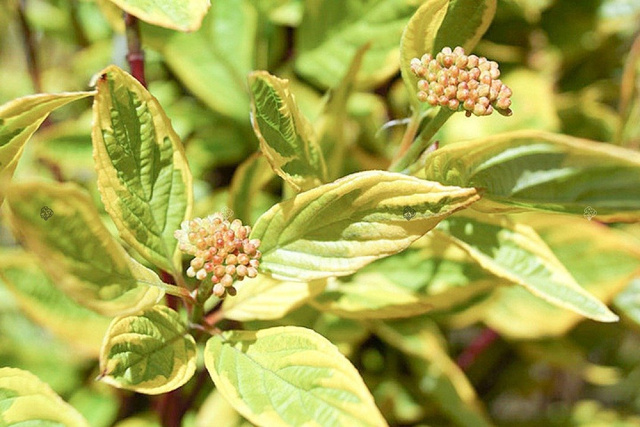 Dereń biały Gouchaltii Cornus alba  P9