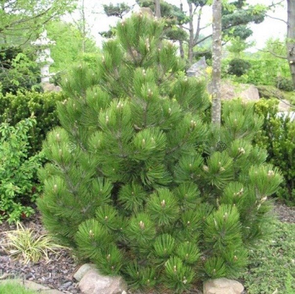 Sosna bośniacka Compact Gem Pinus leucodermis C7,5