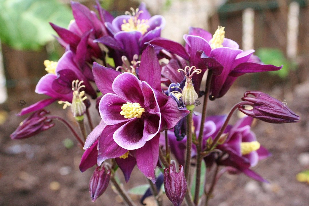 Orlik alpejski Aquilegia alpina P9