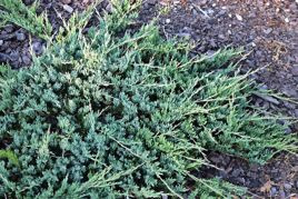 Jałowiec płożący Jade River Juniperus horizontalis C3